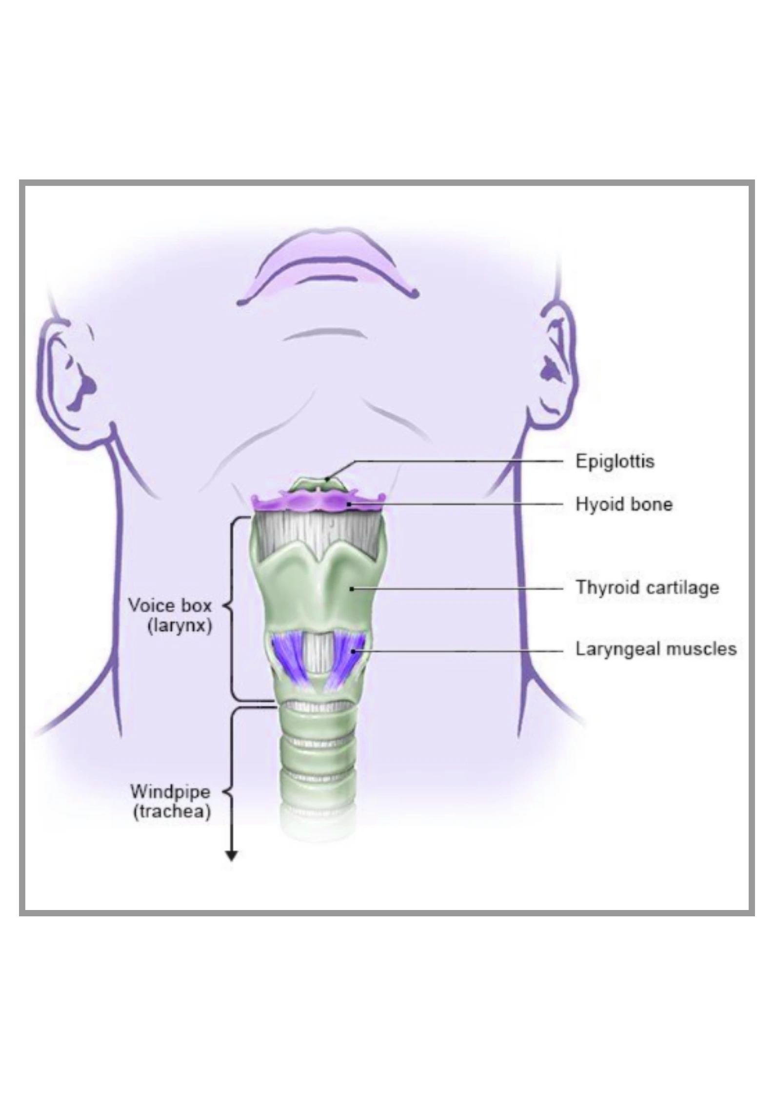 Vibrato Body Instinctive Response