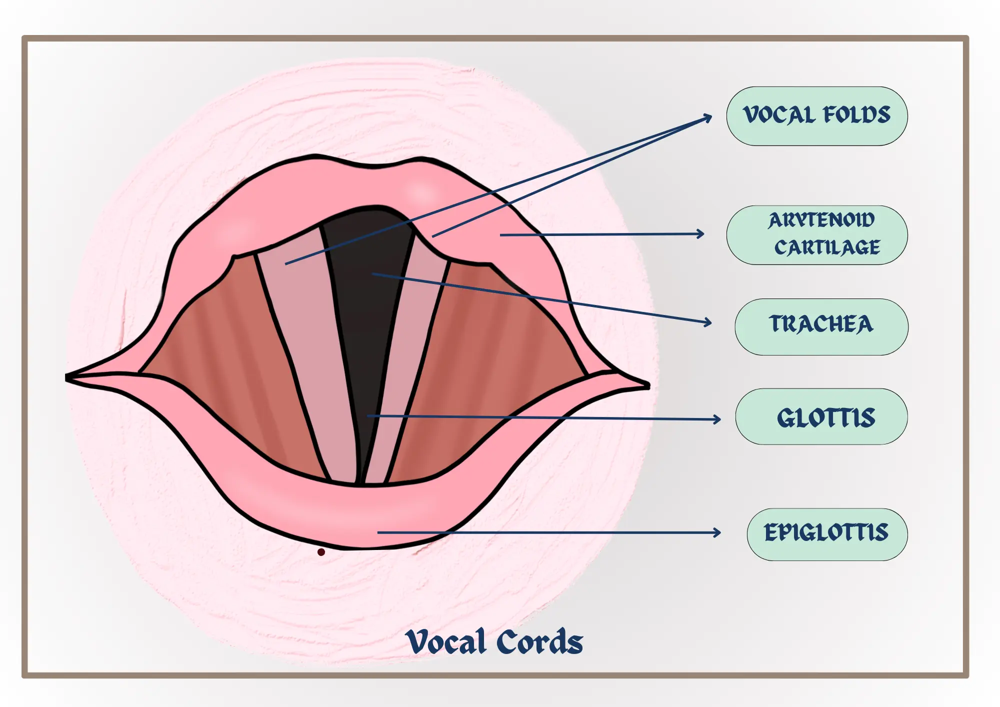 Vocal-Cord-Diagram-Musicmaster.in