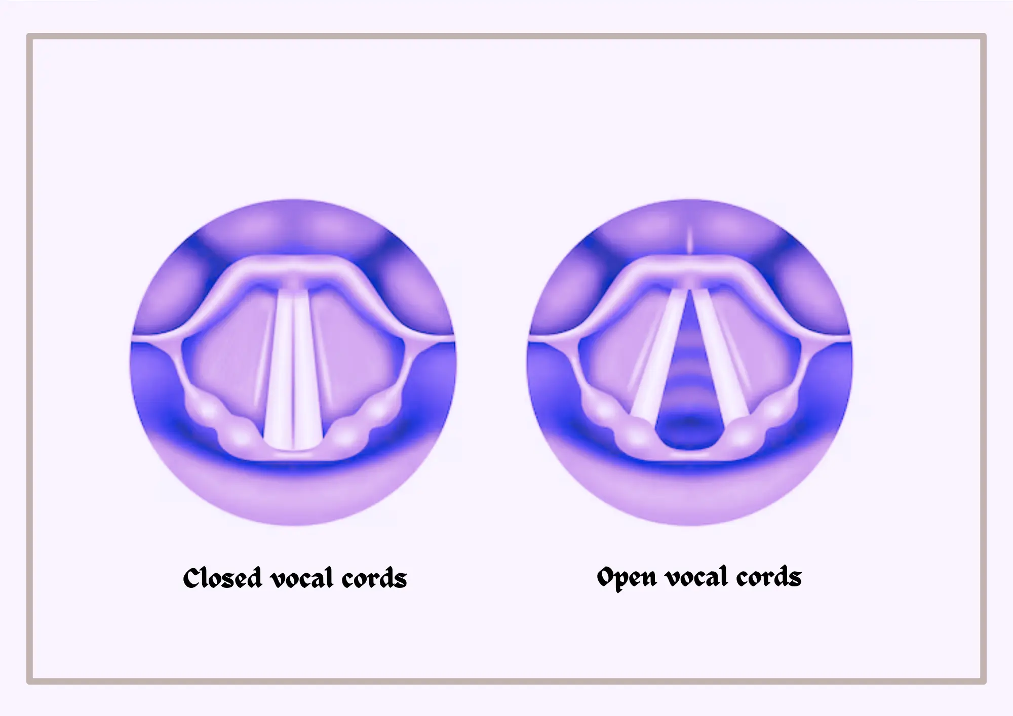 Vocal cords close and open- Musicmaster.in