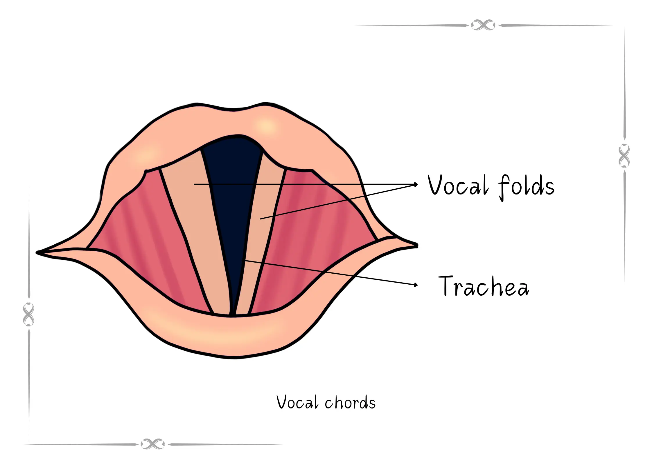 vocal-chords-diagram-musicmaster.in