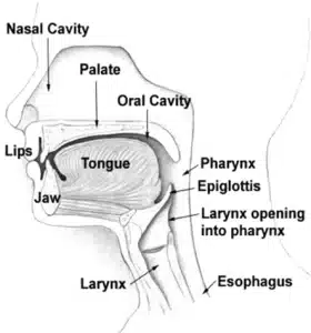 anatomy