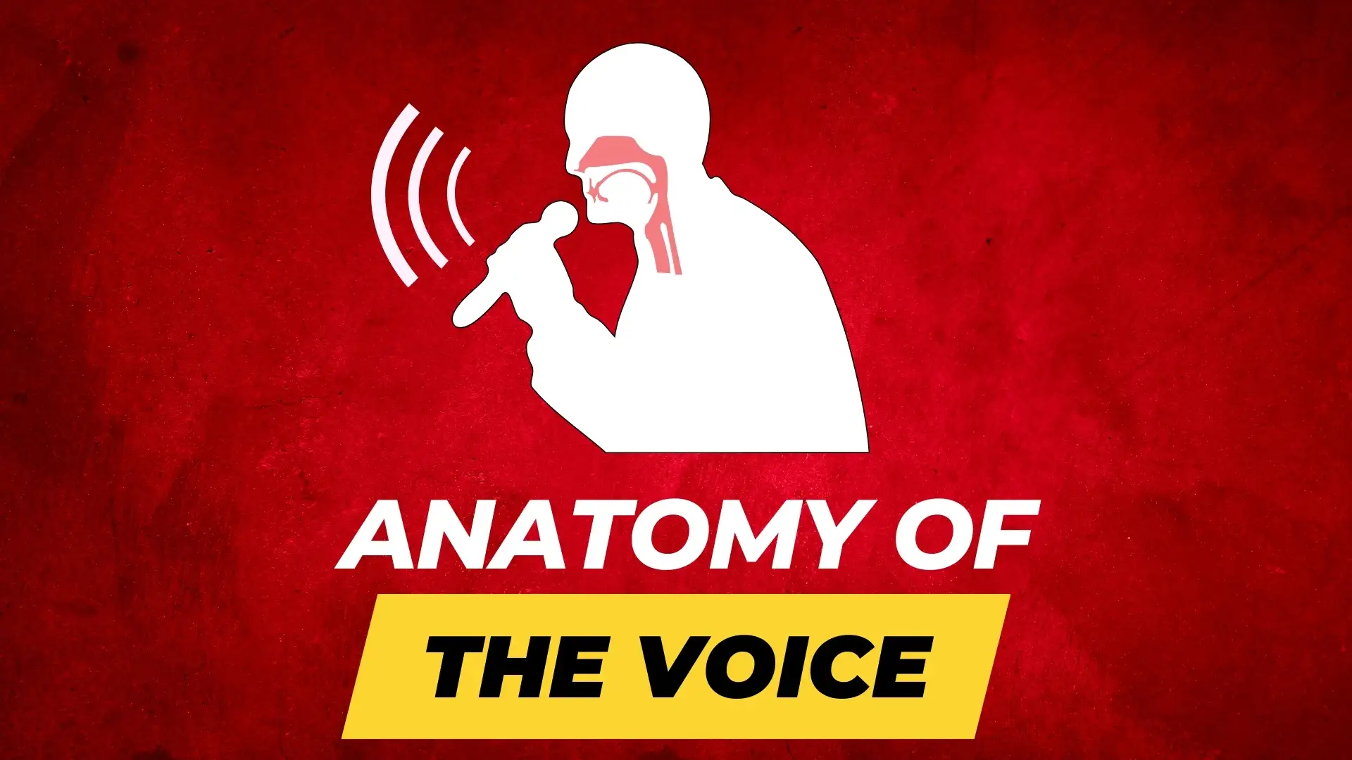 Anatomy of the voice