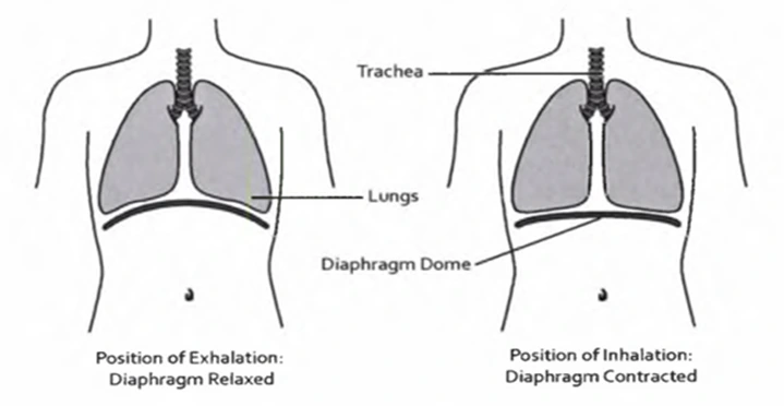 diaphragm position