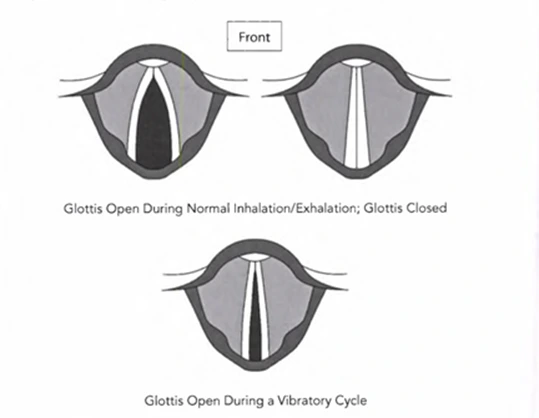 larynx-glottis-position