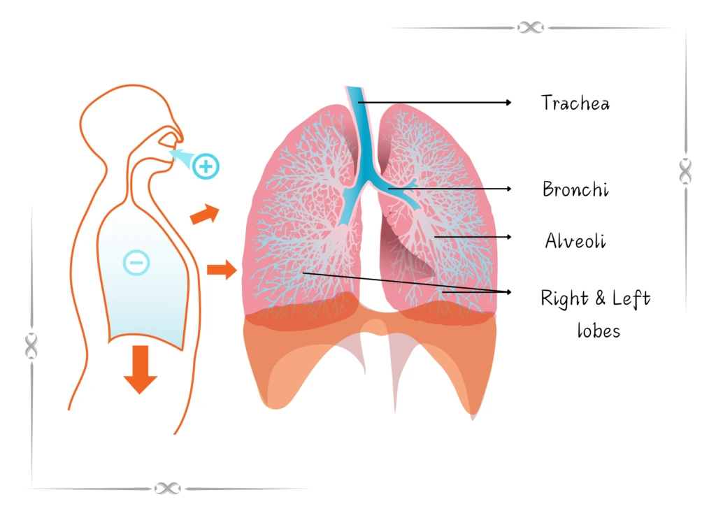 lungs-technical-functioning