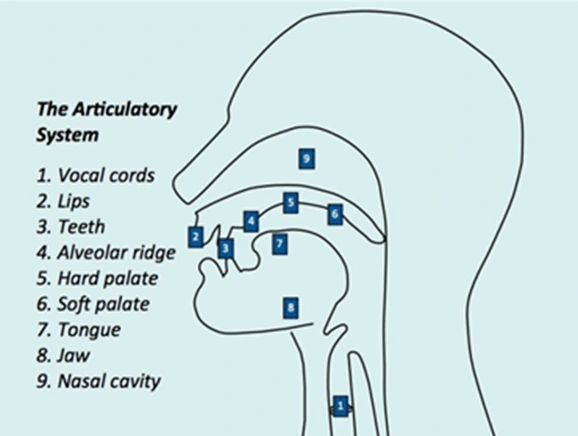 the-articulatory-system