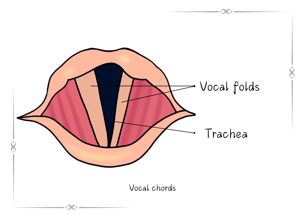 vocal-chords