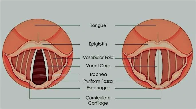 vocal-chords-position
