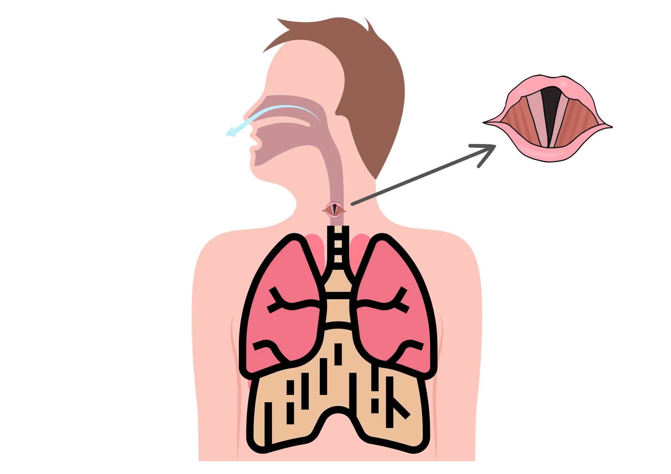 Vocal-Cord-Diaphragm-Musicmaster.in