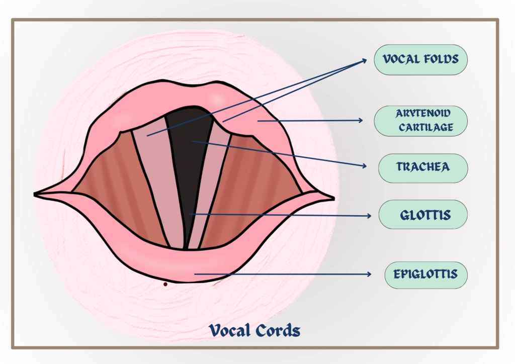 vocal-cord-diagram