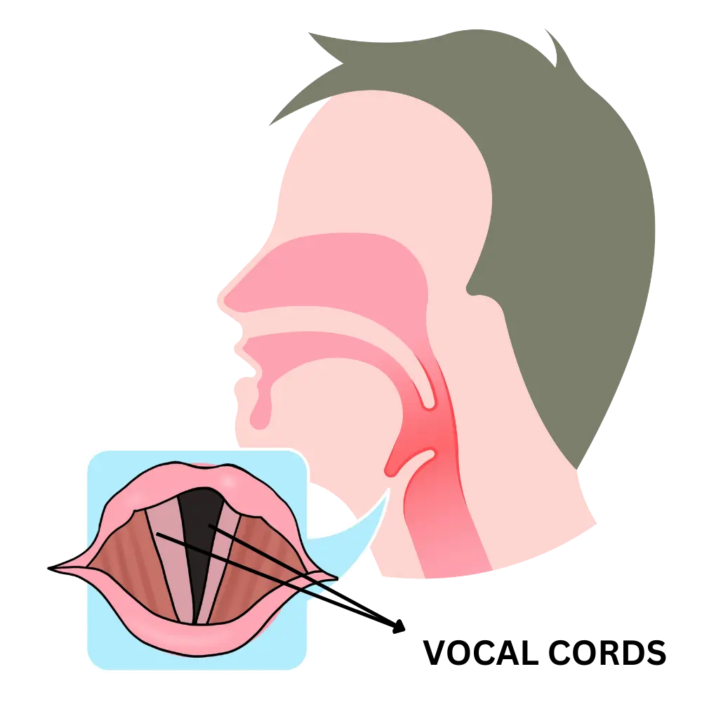 vocal-cords