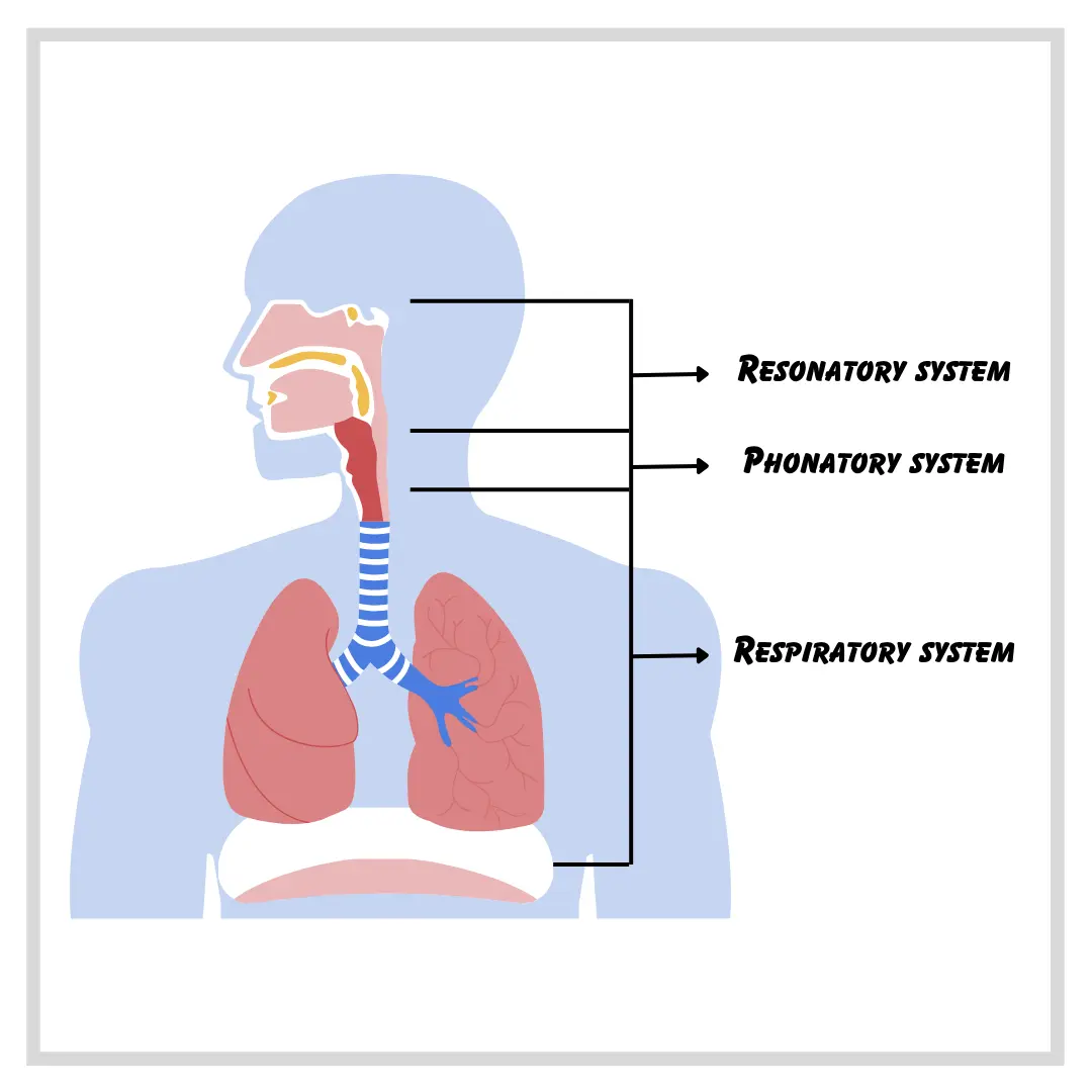 voice-production-diagram-musicmaster.in